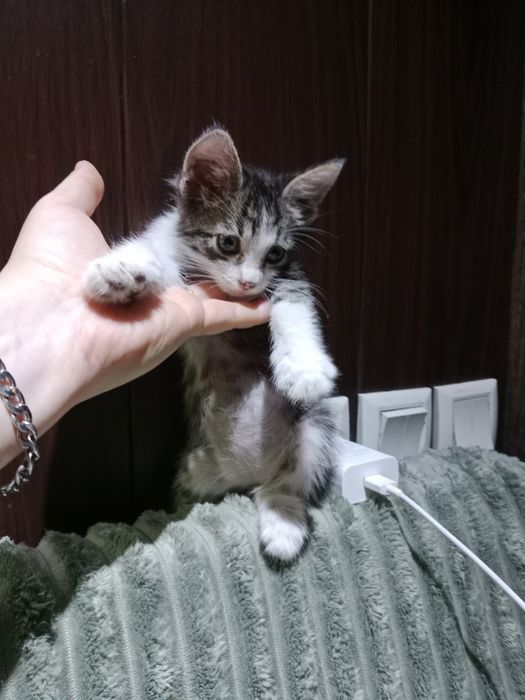 Подросший мальчик под кастрацию