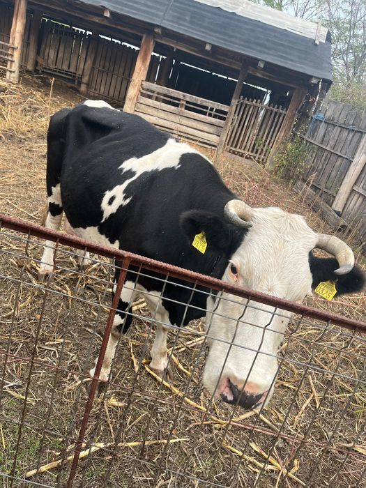 Vând vaca și vițel Holstain