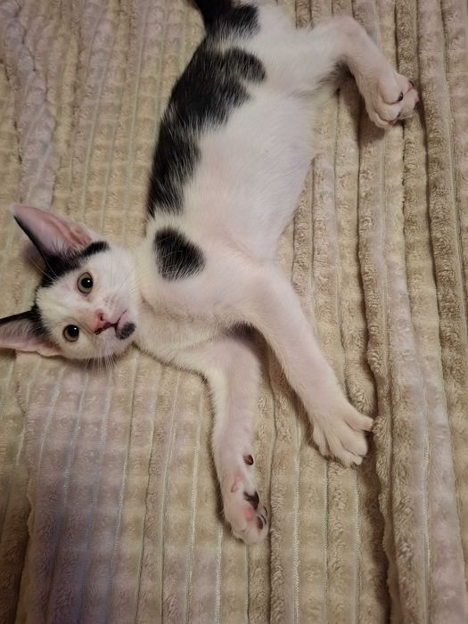 Pisoiasi pt adolptie