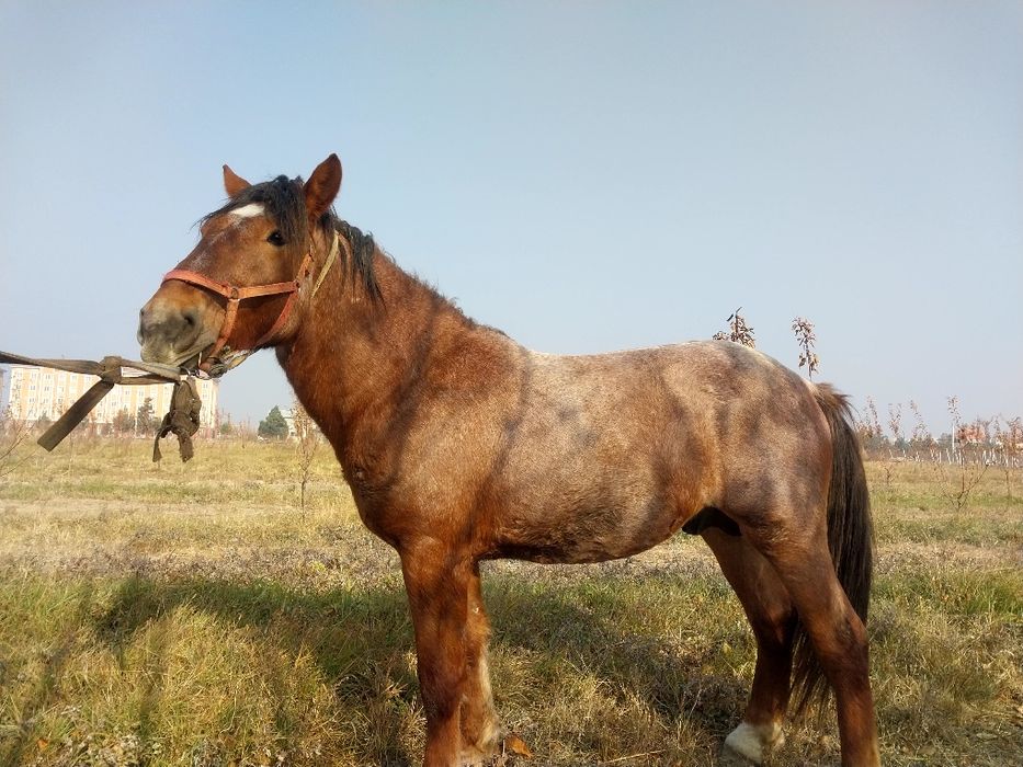 Ot sotiladi rossiyadan kelgan