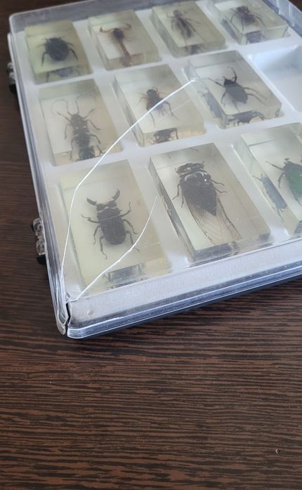 Insecte (reale) in rasina colectia DeAgostini