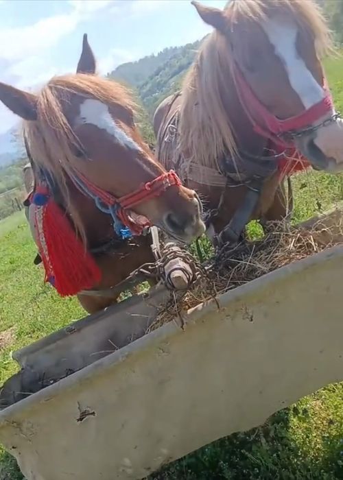 Iapa 4 ani de vânzare