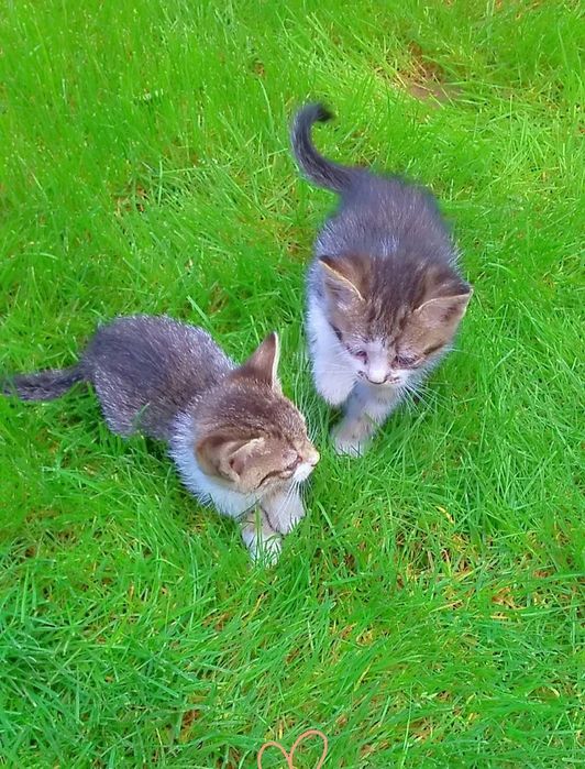 Dau spre adopție 2 pisicuțe de 4 săptămâni, jucăușe și iubitoare.