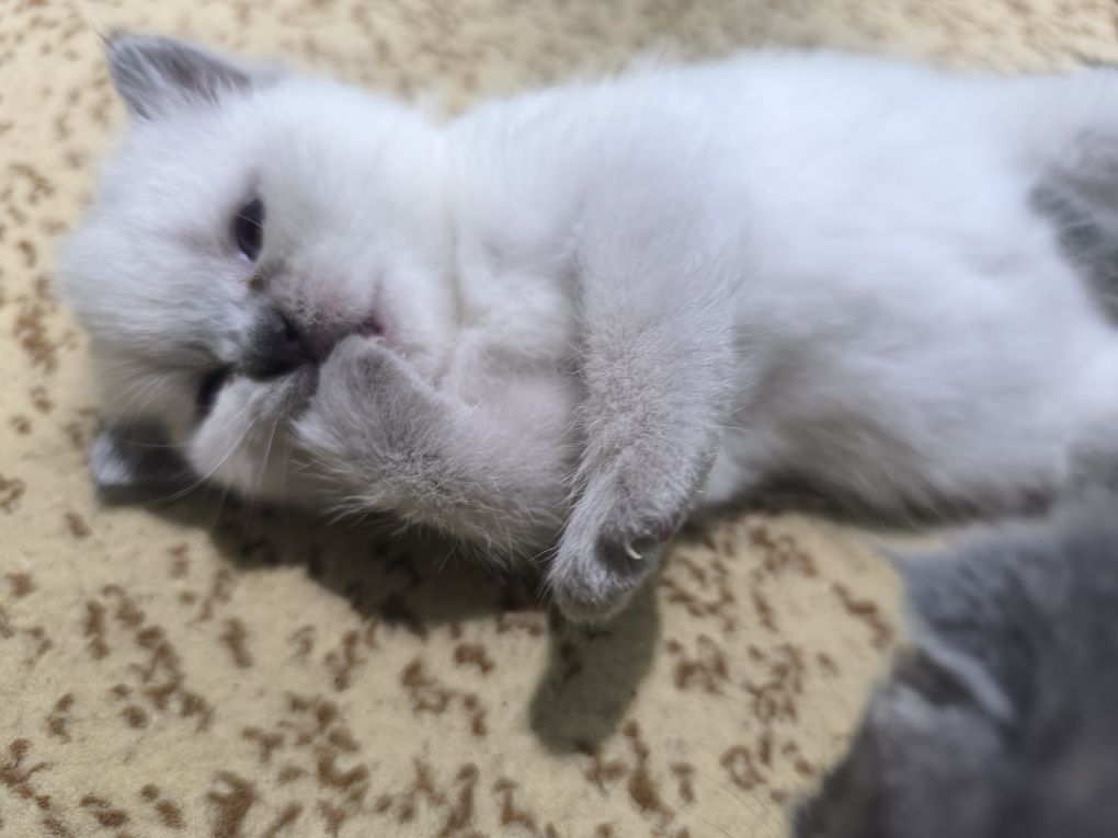 Шотландский чистокровные котята