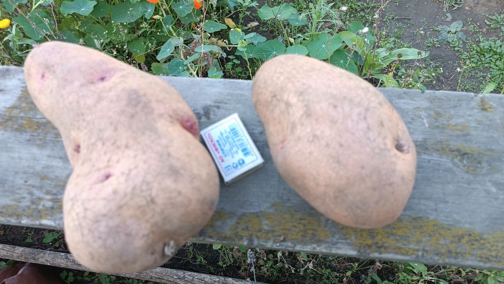 Продам картофель