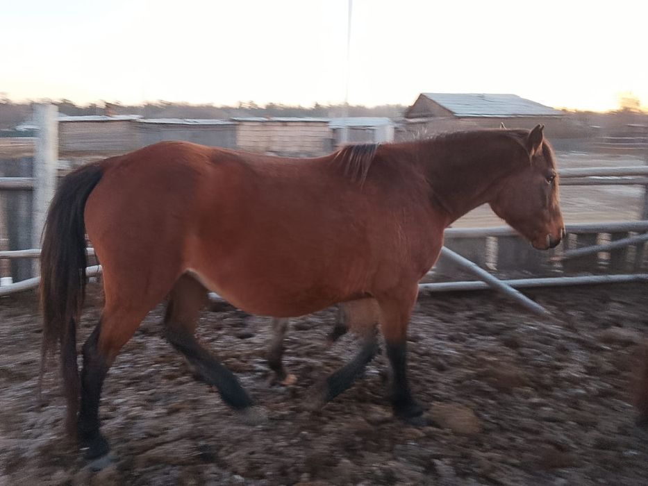 Продам лошадей или обмен