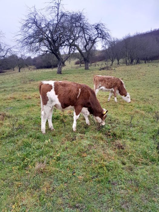 Vand trei tăuraşi și o vițea în vârstă de opt noua luni