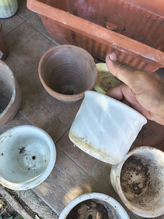 Много саксии употребявани