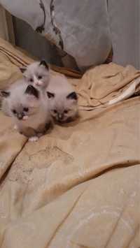 3 котенка, 1,5 месяца