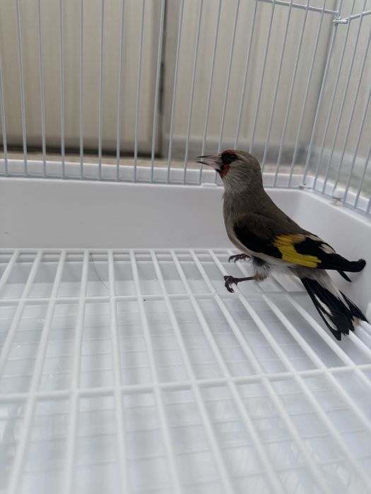 Norchi sotiladi boqlgan qush sayrovda