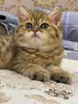 Котенок Скоттиш  страйт