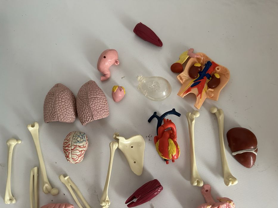 Componente corpul uman DeAgostini