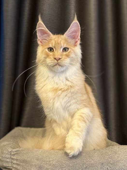 Pui Maine Coon mascul
