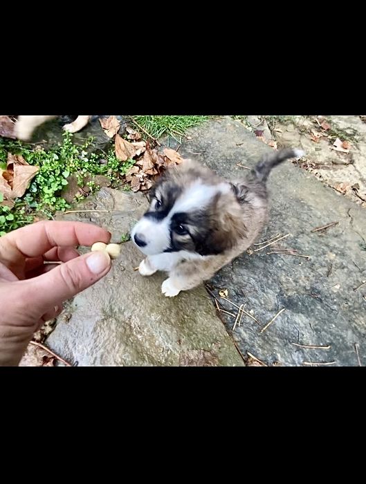 Подарявам кученца