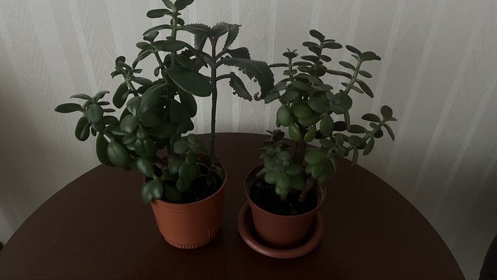 Продам комнатные растения, красула, денежное дерево