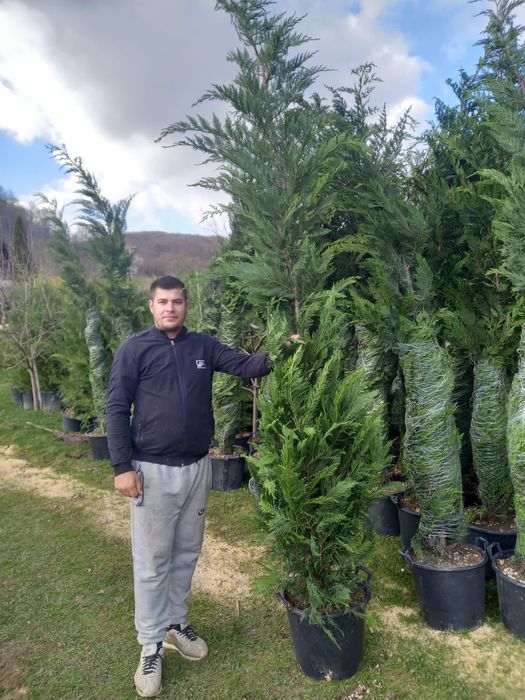 Vând plante naturale ornamentale pentru amenajarea gradini dumneavoast