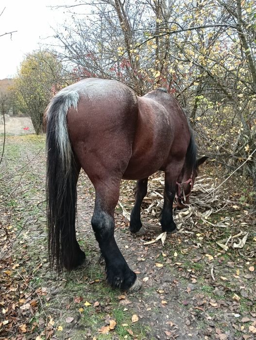 Vând iapa grea garantata