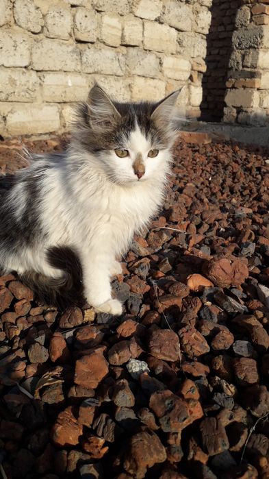 Симпатичные кошечки в заботливые руки