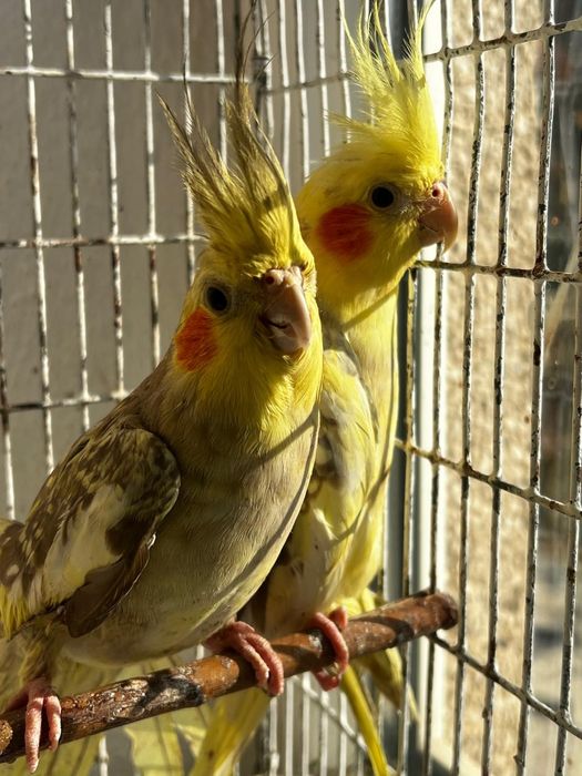 Продам Кореллы пара