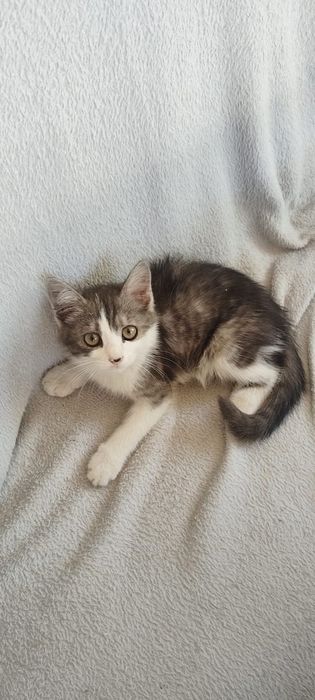 Отдам котенка. Девочка