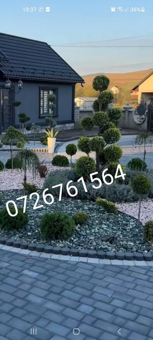 Vând plante ornamentale