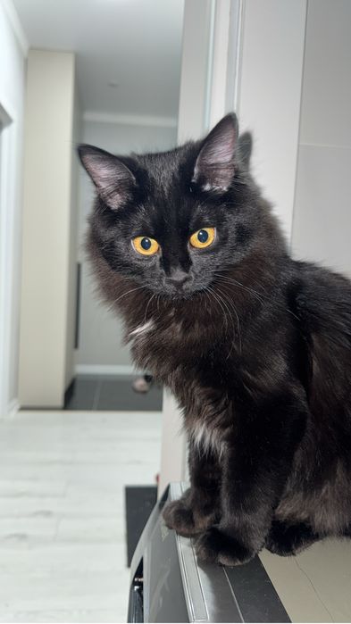 Отдам кошку в добрые руки