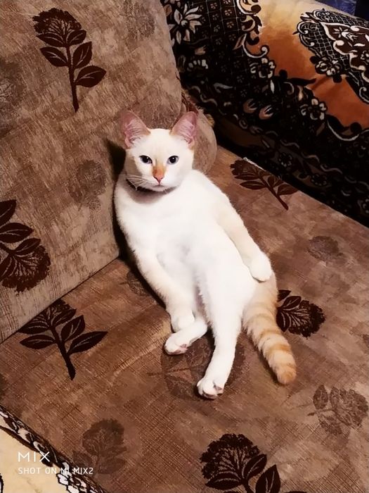 Отдам в хорошие руки кошку. Пришахтинск