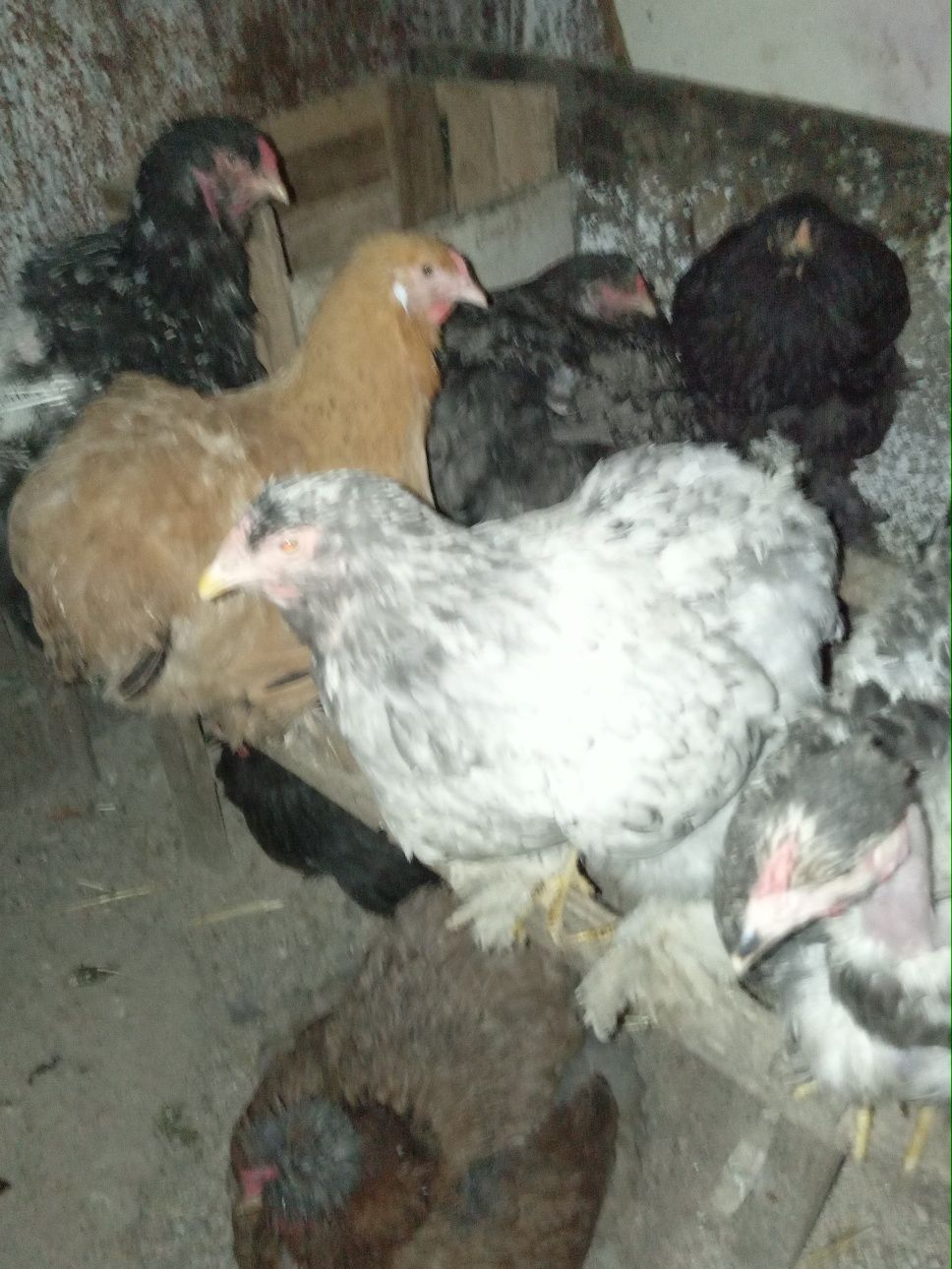Продам яйца породы брама