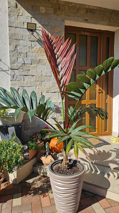 Palmier rar cu frunze rosii Chambeyronia Macrocarpa