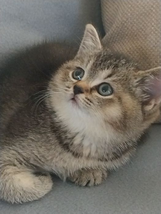 Pisicuțe puiuți britisch