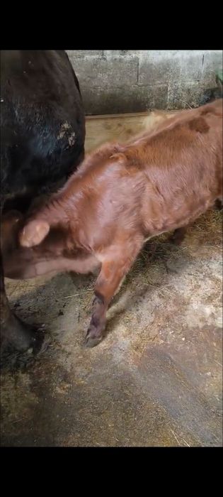 Vita august de 3 luni