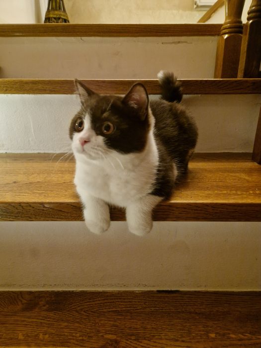 British Bicolor 5 luni