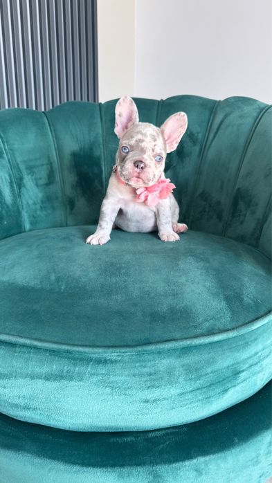 Bulldog francez Frenchie House Luxurios