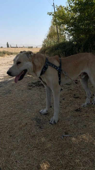 It sotladi 5 yosh yaxshi urshadi