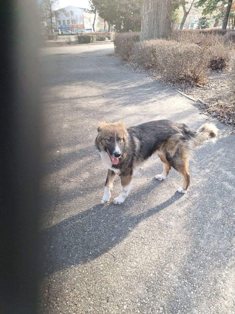 Câine castrat, vaccinat, cipat spre adoptie