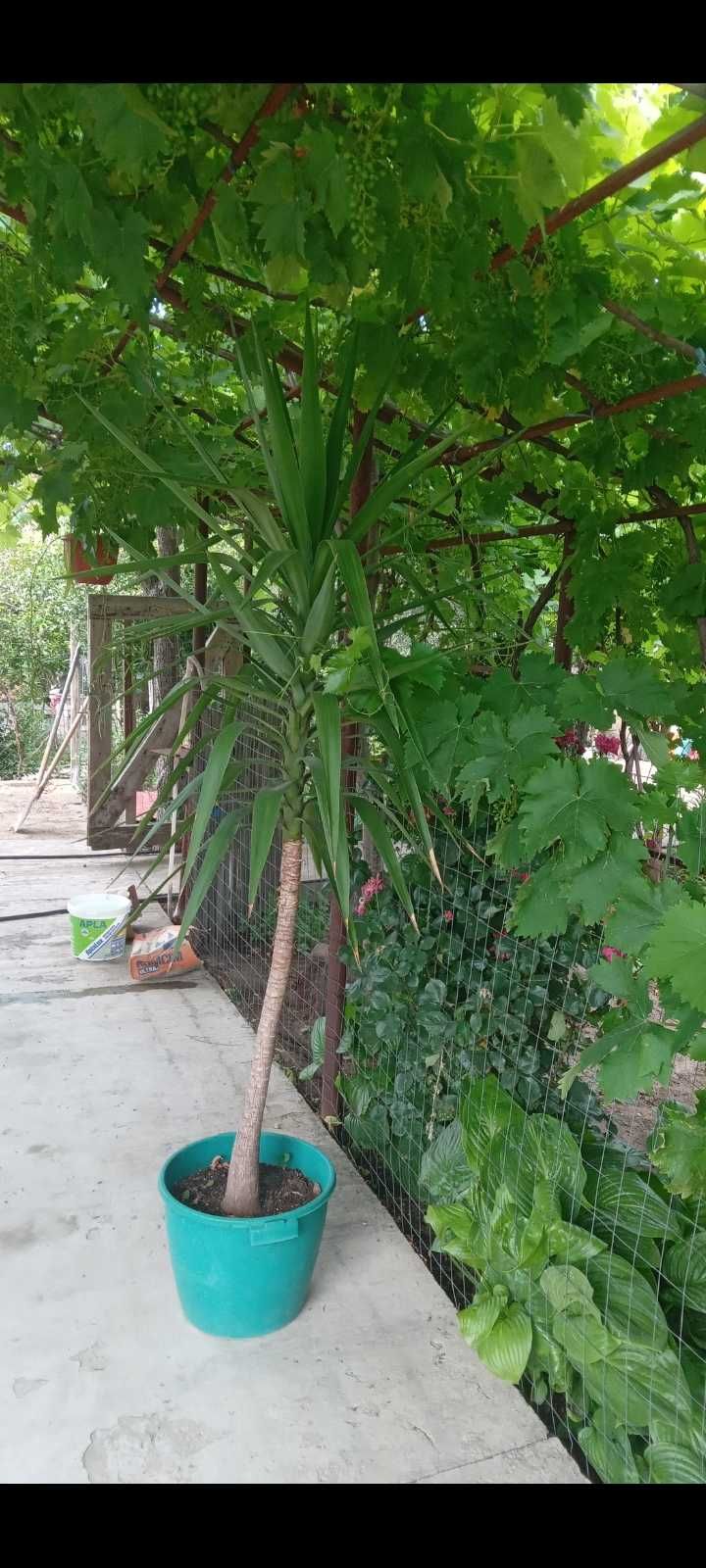 Vand planta Yucca Elephantipes