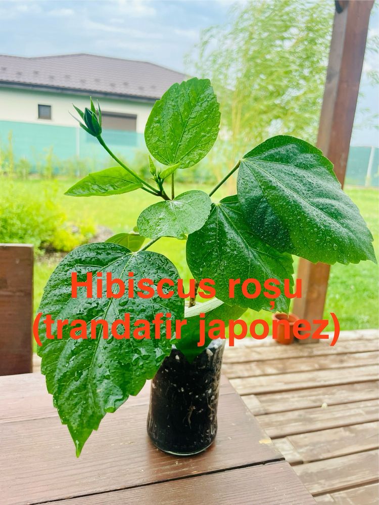 Trandafir japonez rosu (hibiscus)