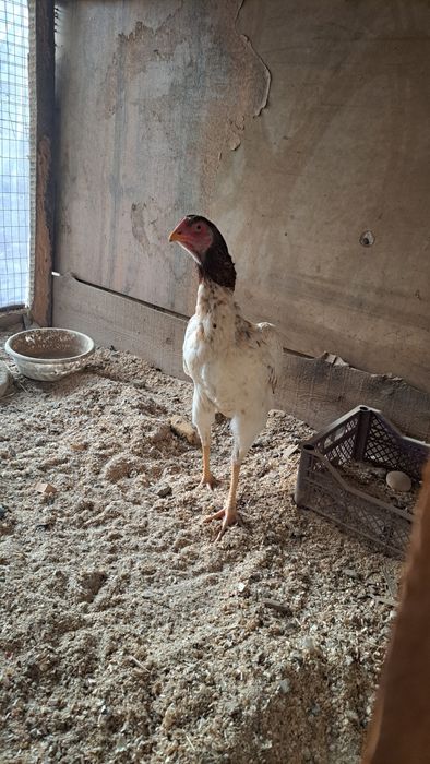 Sotiladi dakan makionlar