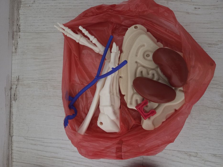 Schelet de plastic educativ incomplet