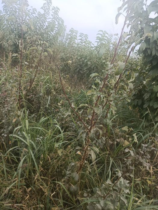 Mevali daraxtlar hammasi kafolatlanadi