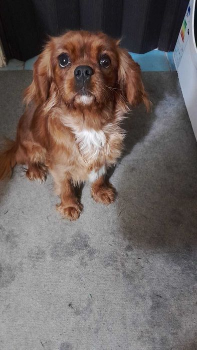 Cavalier King Charles Spaniel