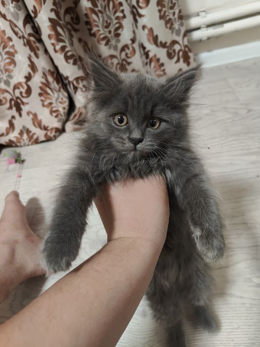 британские кошка