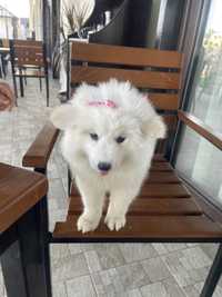 Samoyed pui 10 saptamani