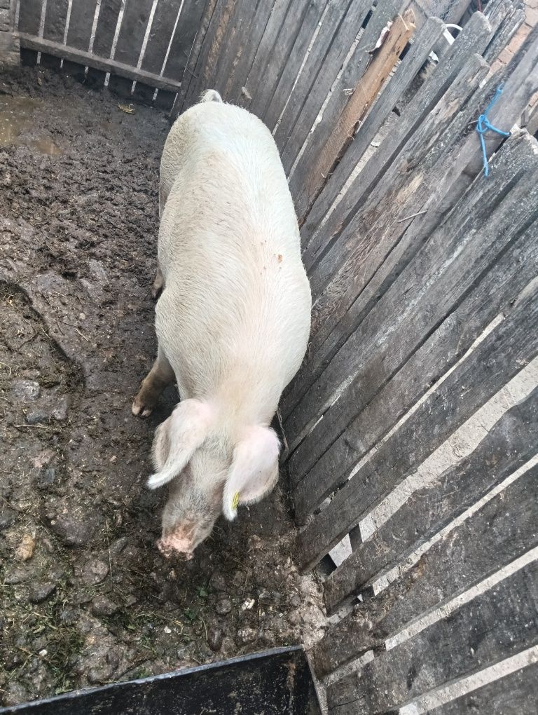 De vânzare este castrat foarte mâncăcios