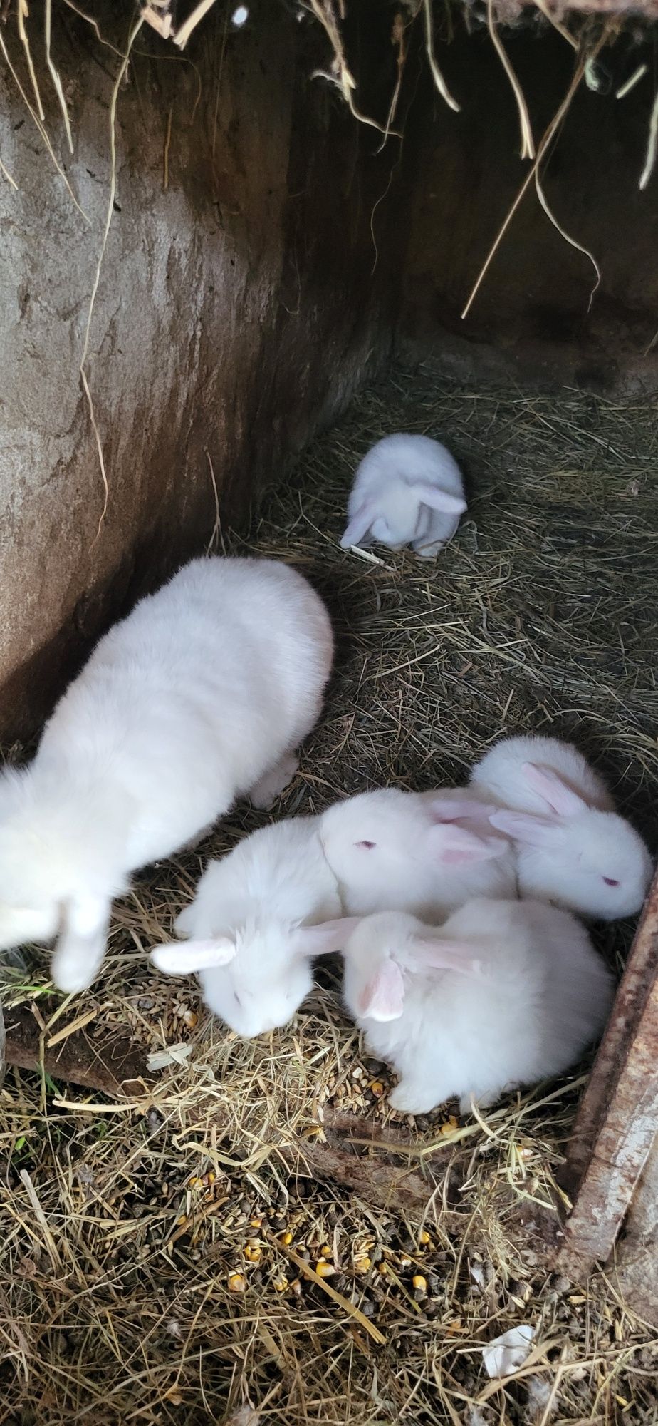 5 Frățiori berbec pitic iepuri