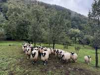 Vand mioare breze la prima fatare
