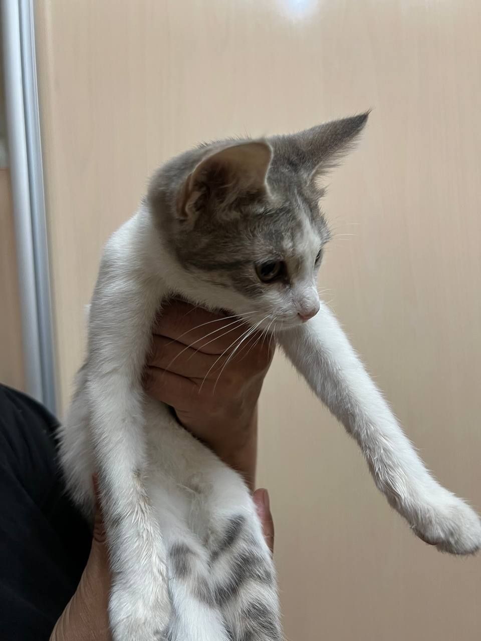 Котёнок 3 месяца