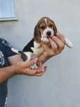 Cățeluș Beagle disponibil – mascul, 7 săptămâni