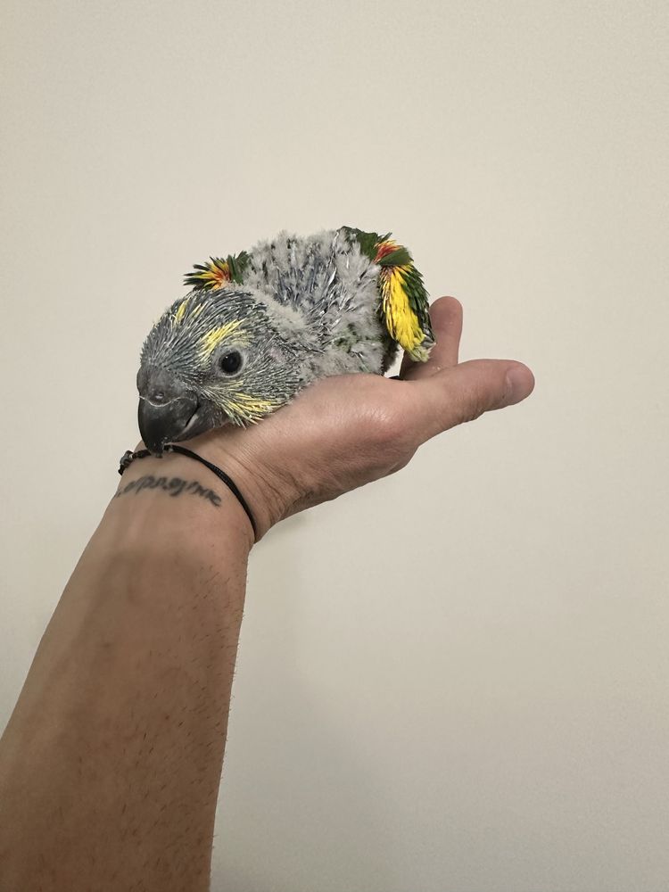 Ръчно хранен папагал Синьочела Амазона
