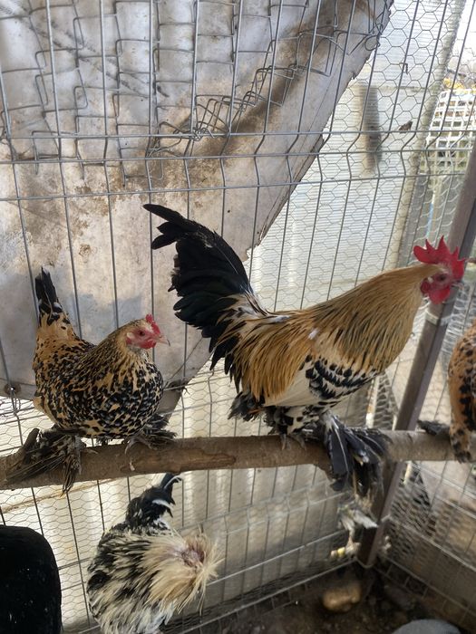 Doua perechi mii de flori